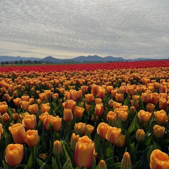 Roozengaarde Display Garden & Store - Florists Near Me - Mount Vernon, Washington Roozengaarde Display Garden & Store - Florists Near Me - Mount Vernon, Washington
