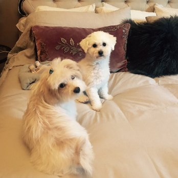 Bree's Mobile Paw Spa - Pet Groomers Near Me