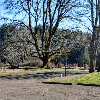 Apolloni Vineyards - Front yard and the tree we got married under. - Wineries Near Me - Forest Grove, Oregon