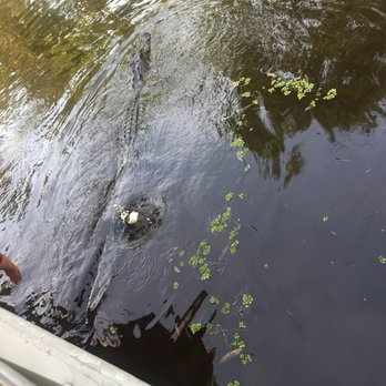 Ultimate Swamp Adventures - Feeding marshmallows to gators. - Tours Near Me - Westwego, Louisiana