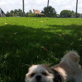 Canine Cove - Mocha loving this place. He has it all to himself right now - Dog Parks Near Me - Marco Island, Florida