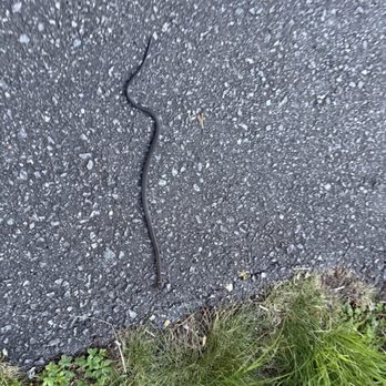Waterrock Knob - Snake - Parks Near Me - Scott Creek, North Carolina