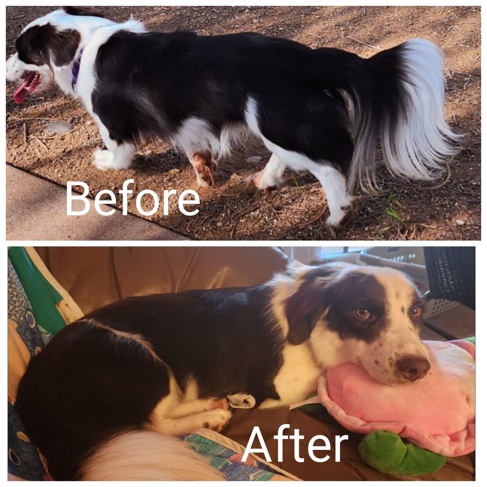 SNAZZY DOGZ 32 Photos & 45 Reviews 13644 N 75th Ave, Peoria