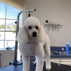 Lush Cuts Mobile Dog Grooming