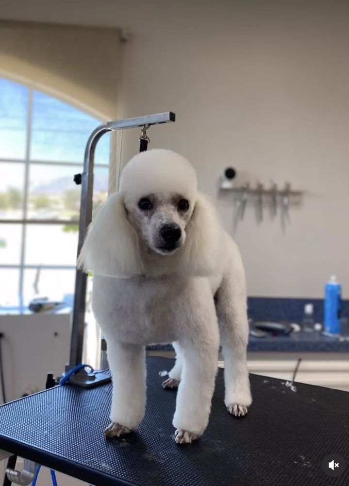 Lush Cuts Mobile Dog Grooming