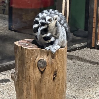 Austin Aquarium - Ringtail lemur - Aquariums Near Me - Austin, Texas Austin Aquarium - Ringtail lemur - Aquariums Near Me - Austin, Texas