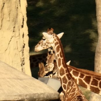 Africa Tram - Zoos Near Me - Escondido, California