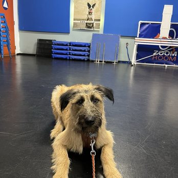 Zoom Room Dog Training - Pet Training Near Me - Belmont, California Zoom Room Dog Training - Pet Training Near Me - Belmont, California