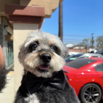Suds N' Wiggles - Pet Groomers Near Me - Bellflower, California Suds N' Wiggles - Pet Groomers Near Me - Bellflower, California
