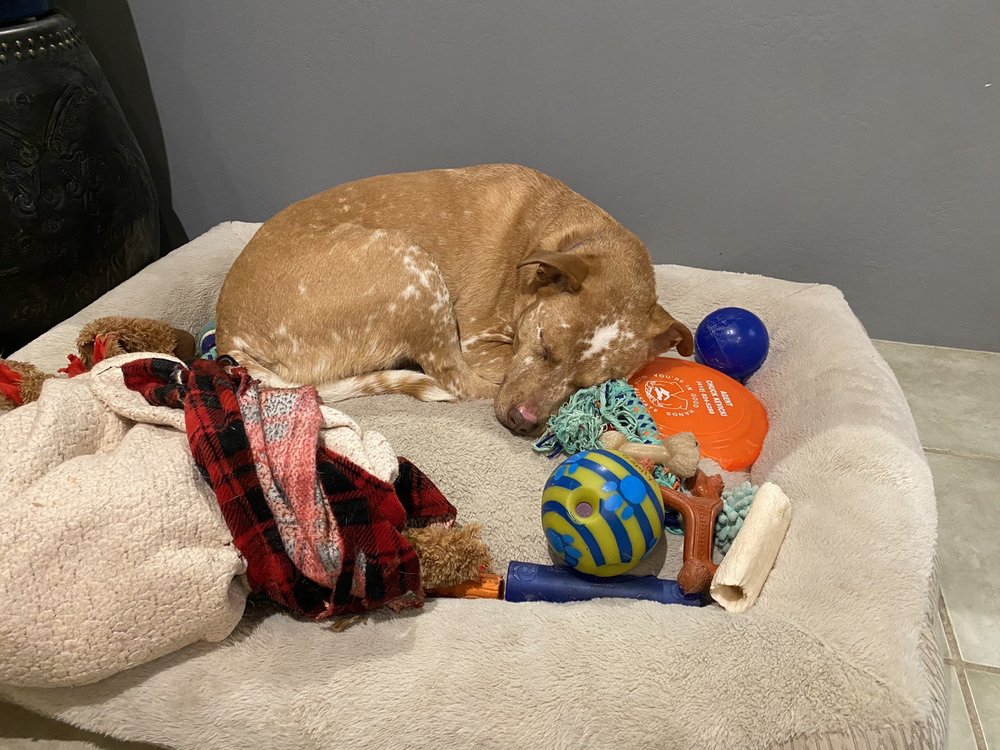 DOGGY DAY CARE 81147 Updated October 2024 23 Reviews 151 Great W