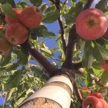 NIBLETT'S APPLE SHED - CLOSED - Updated September 2025
