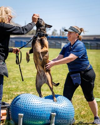 健康・医学 Canine Rehabilitation &Physical Therapy The Canine Co-Lab