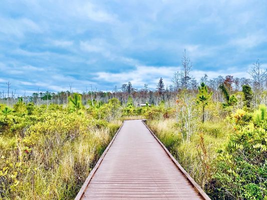Okefenokee National Wildlife Refuge by null