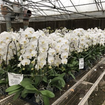 Orchids By Hausermann - Big Group of White Moth Orchids - Nurseries & Gardening Near Me - Villa Park, Illinois Orchids By Hausermann - Big Group of White Moth Orchids - Nurseries & Gardening Near Me - Villa Park, Illinois