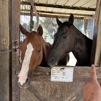 Cavallo Riding Center - Meeting and having the pleasure of learning with Ella and TJ - Horseback Riding Near Me - Tracy, California