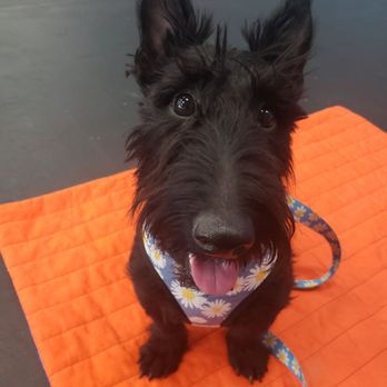 Zoom Room Dog Training - Daisy on her 2nd class - Pet Training Near Me - Reno, Nevada Zoom Room Dog Training - Daisy on her 2nd class - Pet Training Near Me - Reno, Nevada