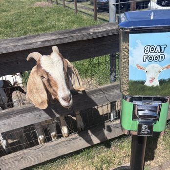 Lou's Luncheonette - Bring quarters to feed the goats. This big boy muscled his way to the front. - Barbeque Near Me - Sonoma, California Lou's Luncheonette - Bring quarters to feed the goats. This big boy muscled his way to the front. - Barbeque Near Me - Sonoma, California
