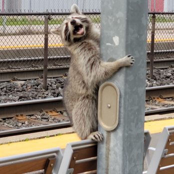 Mimico GO Station - Where does he keep his train ticket!?!?!? - Departments of Motor Vehicles Near Me