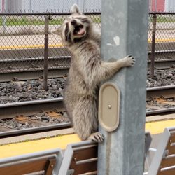 Mimico GO Station - Where does he keep his train ticket!?!?!?