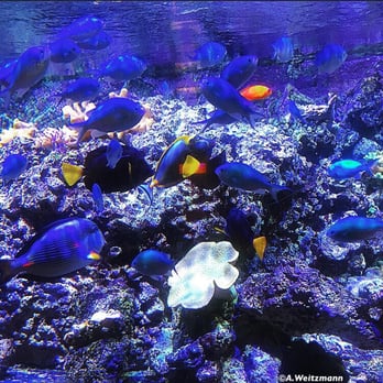 Acquario Civico - Aquariums Near Me - Milan, Michigan Acquario Civico - Aquariums Near Me - Milan, Michigan