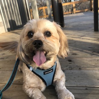 The Shacks - Porch of OMG Tacos - Dog Parks Near Me - The Colony, Texas The Shacks - Porch of OMG Tacos - Dog Parks Near Me - The Colony, Texas
