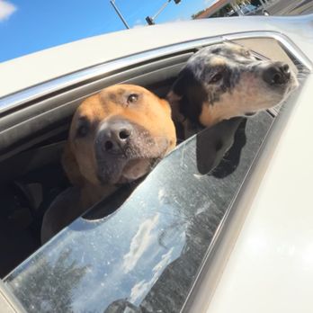 Muireann McMillan - Two doggies very excited for their hike - Pet Sitting Near Me Muireann McMillan - Two doggies very excited for their hike - Pet Sitting Near Me