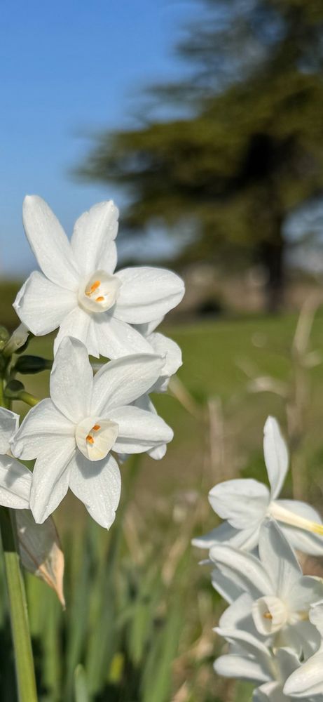 Blufftop Coastal Park - equestrian in Half Moon Bay, CA