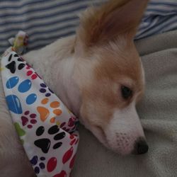 Pet Pals