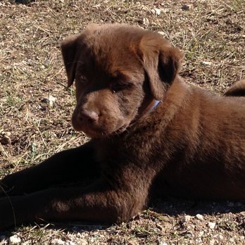 Karma Dog Training - Earl at 8 weeks - Pet Training Near Me - San Antonio, Texas Karma Dog Training - Earl at 8 weeks - Pet Training Near Me - San Antonio, Texas