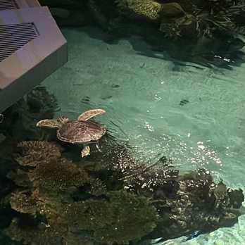 National Aquarium - Turtle - Aquariums Near Me - Baltimore, Maryland National Aquarium - Turtle - Aquariums Near Me - Baltimore, Maryland