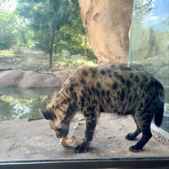 Denver Zoo - Hyena eating a massing cow femur literally right in front of the viewing glass! - Zoos Near Me - Denver, Colorado
