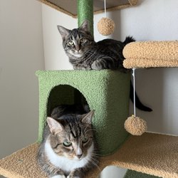 Animal House Adoption Center - Before infection