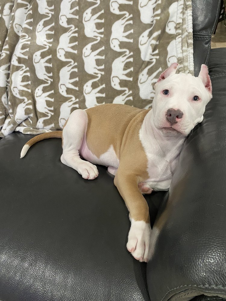 Rasberry Animal Clinic Image