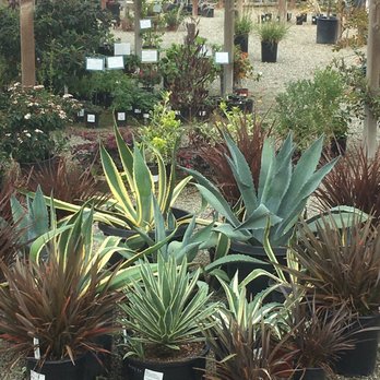 Far West Nursery - Beautiful selections! - Nurseries & Gardening Near Me - Santa Cruz, California Far West Nursery - Beautiful selections! - Nurseries & Gardening Near Me - Santa Cruz, California
