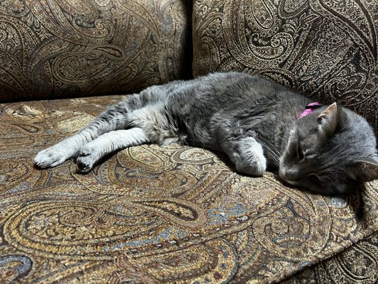 THE CAT CHILLIN ZONE - Updated June 2025 - 30 Photos & 15 Reviews - 532 ...