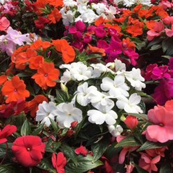 Case Garden Center - Annuals