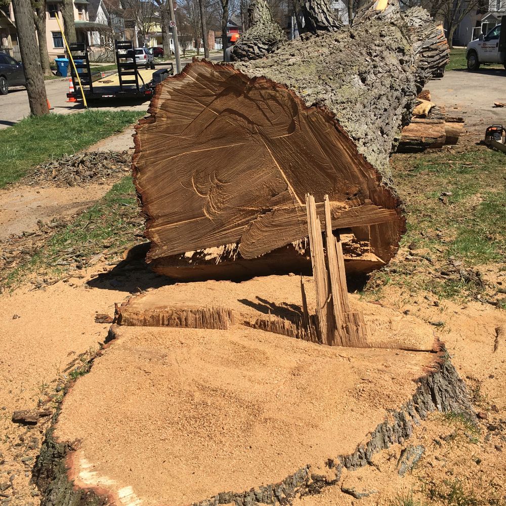 DJ's Professional Tree Services - Landscaping Near Me DJ's Professional Tree Services - Landscaping Near Me