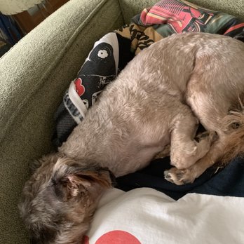 Bubbles N' Barks - After Bubbles and Barks in saint Clair Shores Michigan. - Pet Groomers Near Me - St. Clair Shores, Michigan