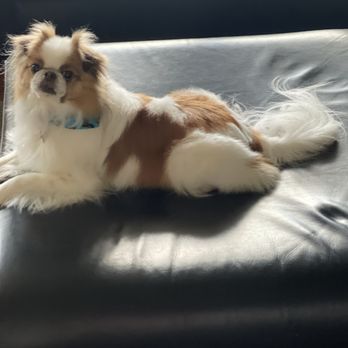 Fuzz Monsters Pet Grooming - Looking good Hank. - Pet Groomers Near Me - Citrus Heights, California