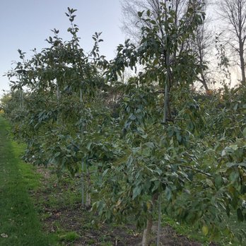 Minnetonka Orchards - No apples :-( - Fruits & Veggies Near Me - Minnetrista, Minnesota Minnetonka Orchards - No apples :-( - Fruits & Veggies Near Me - Minnetrista, Minnesota