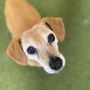 Photo of Our Dog House Camarillo