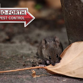 Go-Forth Pest Control - Pest Control Near Me - Columbia, South Carolina Go-Forth Pest Control - Pest Control Near Me - Columbia, South Carolina
