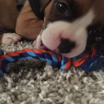 Karma Dog Training - Pet Training Near Me - Houston, Texas Karma Dog Training - Pet Training Near Me - Houston, Texas
