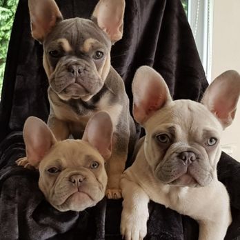 BoBo's Best Kennels - LILAC AND TRADITIONAL TRI-COLOR FRENCH BULLDOG PUPPIES. - Pet Breeders Near Me - South Meriden, Connecticut BoBo's Best Kennels - LILAC AND TRADITIONAL TRI-COLOR FRENCH BULLDOG PUPPIES. - Pet Breeders Near Me - South Meriden, Connecticut