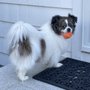 Baypath Humane Society