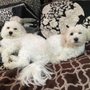 Photo of Walk the Doggy