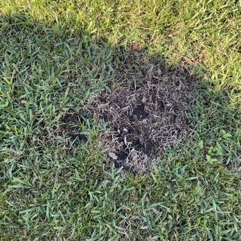 Hometown Pest Control - Fungus on lawn which we also paid for - Pest Control Near Me - Delray Beach, Florida
