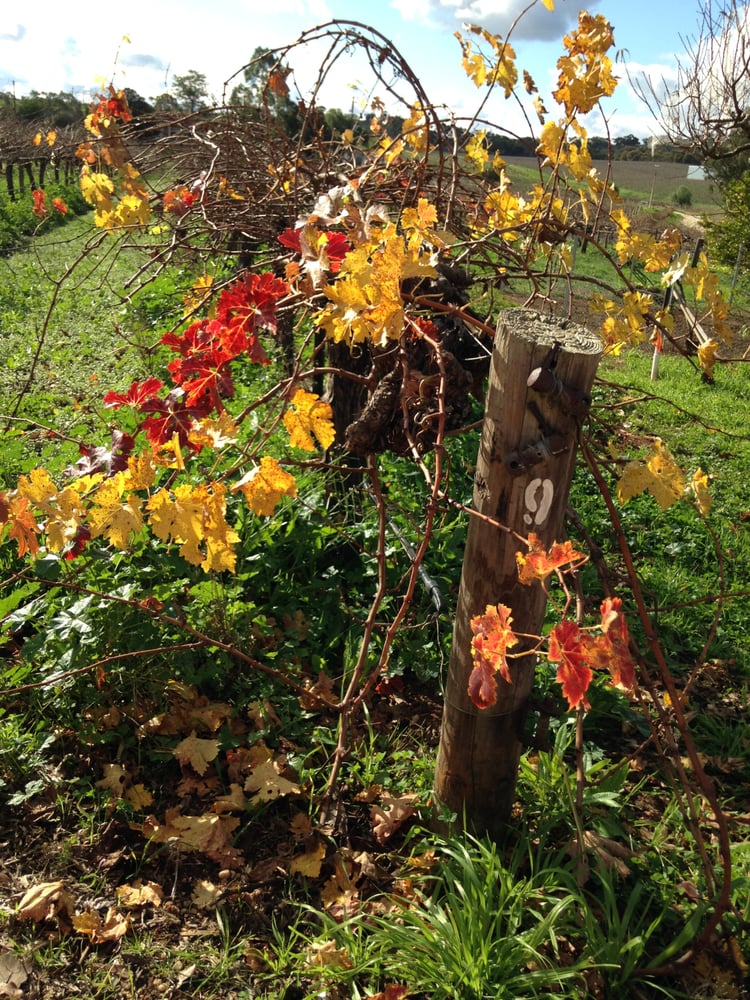 GREENOCK CREEK VINEYARD & CELLARS Updated March 2024 450 Seppeltsfield Road, Marananga South