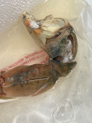 George Stone Crab by null