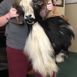 After the Hunts End Taxidermy